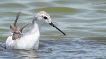 Aves playeras durante su migración
