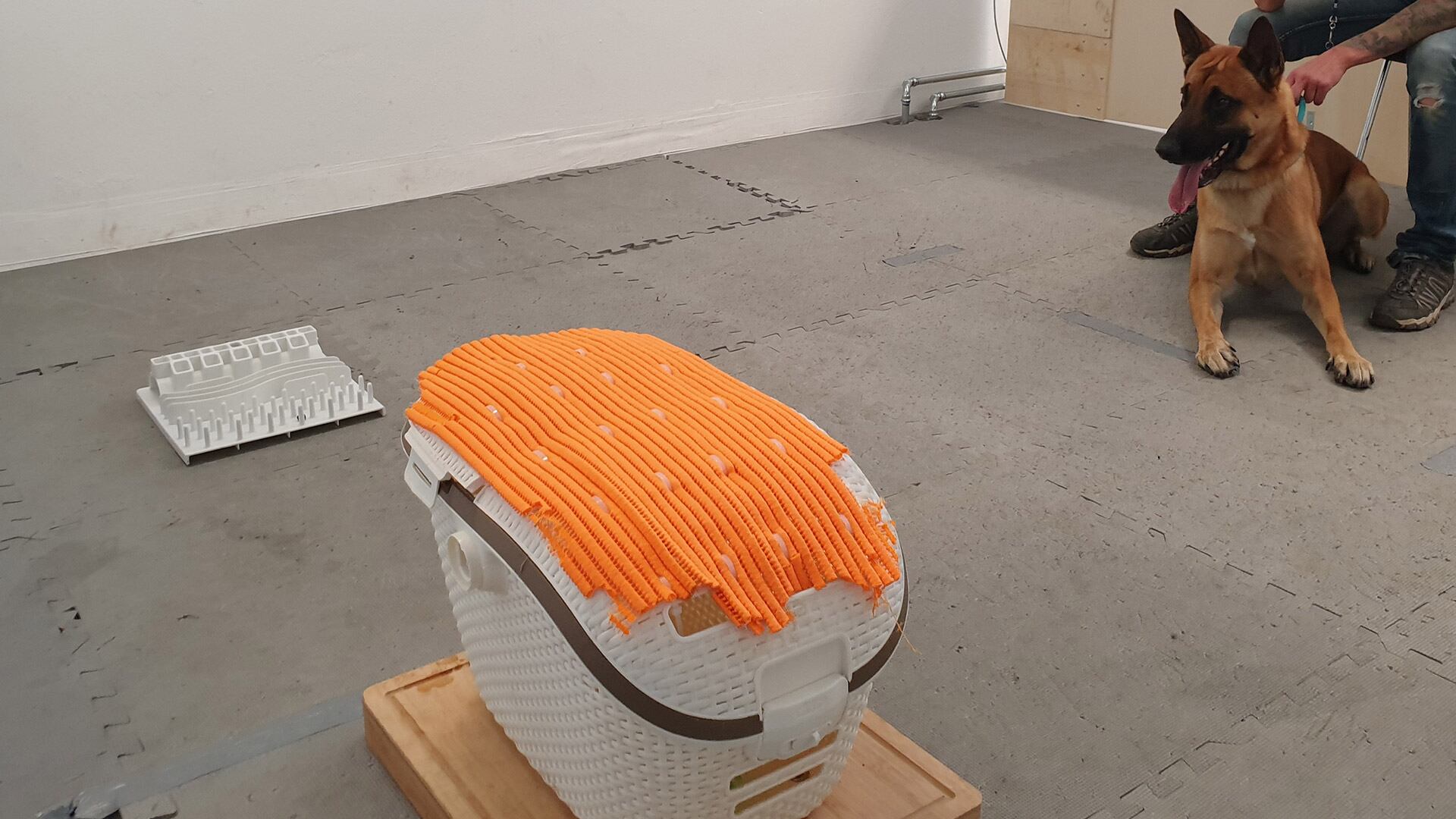 El estudio se realizó con perros de diferentes razas (Alja Mazzini)