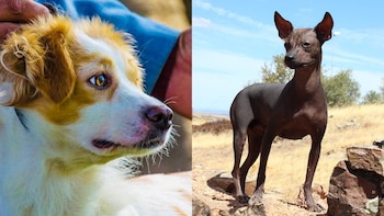 Un perro de pelaje blanco y marrón claro a la izquierda, y un perro sin pelo de color oscuro a la derecha, en un entorno natural con rocas y vegetación seca