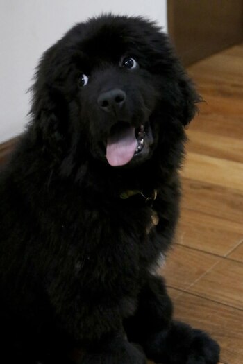 Aurelio es el cachorro que