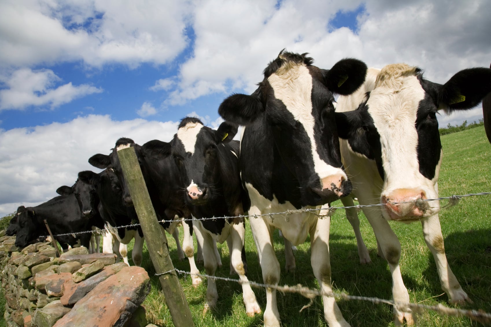 La crisis de la leche en Atlántico afecta con más fuerza a los pequeños productores, que representan cerca del 85% de los ganaderos del departamento - crédito Revista Chacra