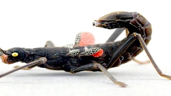 El insecto palo más raro del mundo se refugia en los Andes peruanos