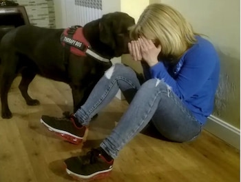 Estos perros están entrenados para