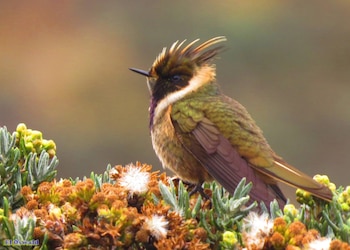 Mantiene una fuerte asociación con