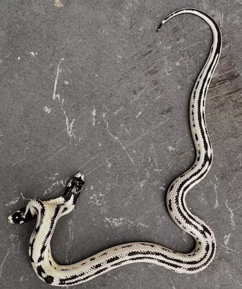 La serpiente se encuentra bajo