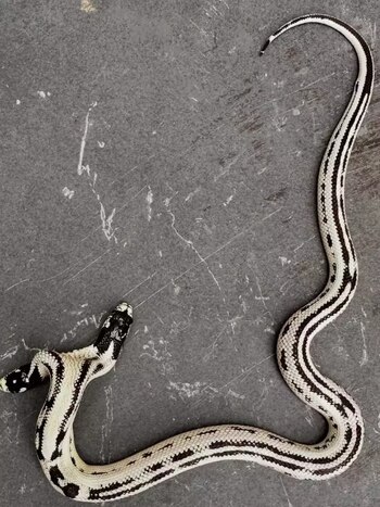 La serpiente se encuentra bajo