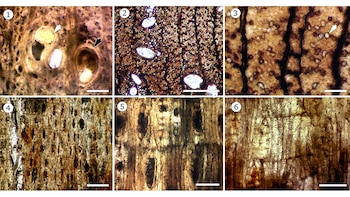Imágenes tomadas con microscopio óptico muestran detalles del leño fósil Larreoxylon, relacionado con la jarilla (CONICET)