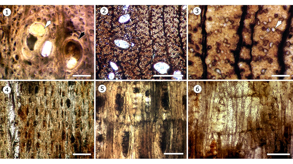Imágenes tomadas con microscopio óptico muestran detalles del leño fósil Larreoxylon, relacionado con la jarilla (CONICET)