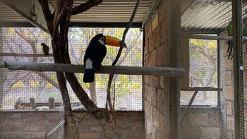 Desbarataron a una banda que