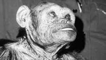 El mono que se crió