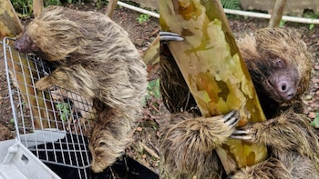 El rescate y liberación de