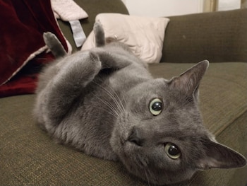 El gen FBXW7 aparece mutado