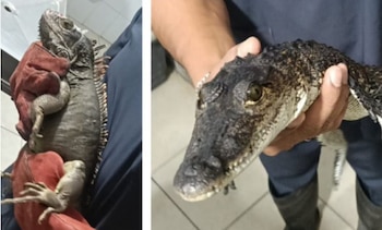 El 26 de marzo, durante un cateo en la alcaldía Venustiano Carranza, fueron localizados un cocodrilo, una iguana, un ajolote albino y un ajolote melanoide. (Crédito: Especial)
