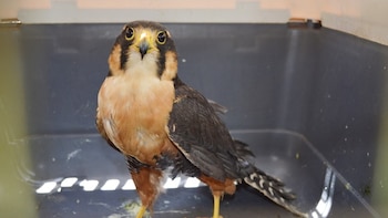 Serfor y la Policía Ambiental