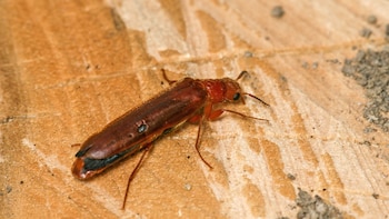Científicos registraron por primera vez en Ecuador un escarabajo prehistórico que vive dentro de la madera
