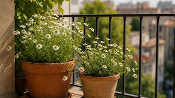 La planta ideal para sembrar en septiembre: ocupa poco espacio, llena de flores el balcón y deja un agradable aroma