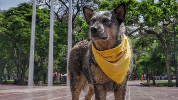 Cali tiene una alcaldesa perruna: