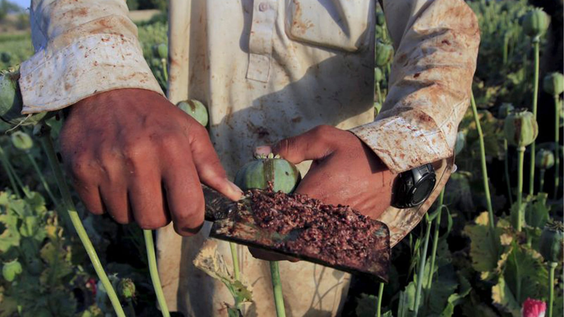 Así se realiza la recolección de los extractos de la amapola. REUTERS/Parwiz Parwiz