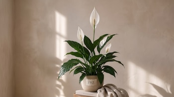 Planta espatifilo con flores blancas en una maceta beige marcada con la palabra PAZ, colocada sobre un libro y una tela.