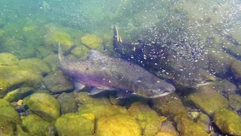 Cómo el salmón más grande