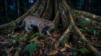 Un ocelote de pelaje manchado camina sobre hojas secas y helechos entre grandes raíces de un árbol en un entorno forestal oscuro.
