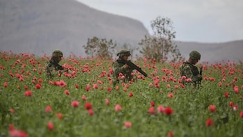 Cuál es la relevancia del Triángulo Dorado, donde “El Guano” ha escapado de diversos operativos