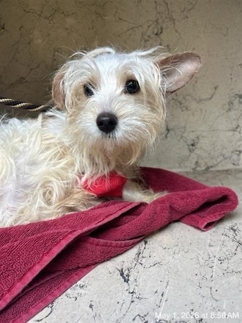 Una mujer identificada como Imania Davis, de treinta y tres años, fue detenida en Tampa tras ser grabada mientras lanzaba violentamente a un cachorro maltés contra el asfalto, informaron el miércoles las autoridades del Condado de Hillsborough, según un comunicado citado por NBC 6. Foto: Instagram @hcsosheriff