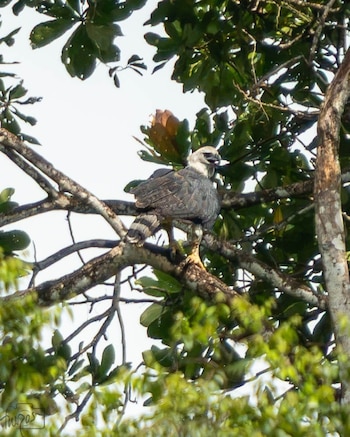 La Red de Clubes de Observadores de Aves del Valle del Cauca obtuvo fotografías y videos del águila arpía durante una jornada realizada el 9 de septiembre - crédito Cortesía