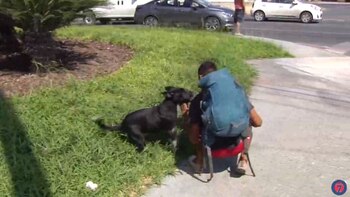 El perro mestizo siempre está