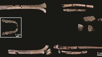 Un estudio describe el esqueleto