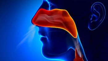 Estos son los 5 principales