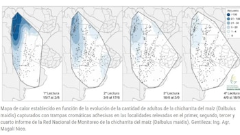 El mapa, elaborado por la Red Nacional de Trampas de Monitoreo, indica la evolución de la cantidad de adultos de chicharrita del maíz detectados en las distintas zonas (CREA)