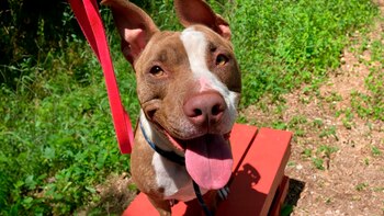 Arizona tuvo que cumplir entrenamiento