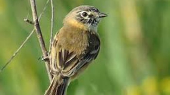 Aves en peligro en los pastizales pampeanos: qué descubrieron los científicos sobre su futuro