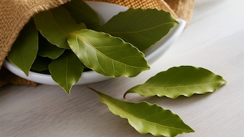 El laurel es una planta