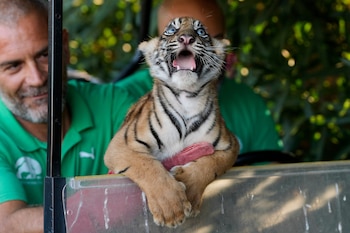 Una cría hembra de tigre de Sumatra de dos meses de edad observa el Parque Zoológico de Ática, cerca de Atenas (Grecia), el martes 8 de septiembre de 2026, tras recibir su primera vacuna y el implante de un microchip, como parte de una iniciativa para crear una población de reserva de esta especie en peligro crítico de extinción. (Foto AP/Thanassis Stavrakis)