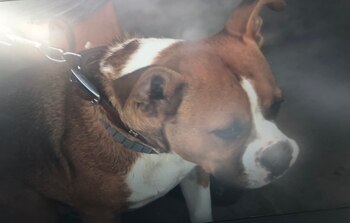 El perro salió corriendo de