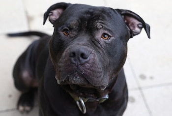 La prohibición del bully XL