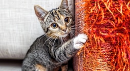 ¿Por qué los gatos necesitan rascar? Claves para entender y manejar este comportamiento en el hogar