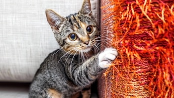 ¿Por qué los gatos necesitan rascar? Claves para entender y manejar este comportamiento en el hogar