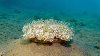 Las medusas y anémonas dedican