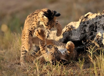 Imagen de archivo de dos cachorros de lince ibérico nacidos en el Programa de Conservación Ex-situ en 2009. (Lynx ex Situ)