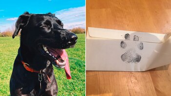 Stevie Ticks, una perra adoptada,