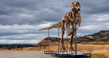 Esqueleto completo de dinosaurio sostenido por estructuras metálicas sobre grava, con colinas y cielo nublado en el fondo