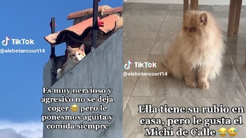 El gato callejero del lado