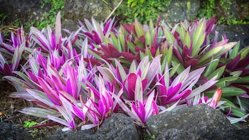 La planta crece en la