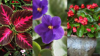 Cultivar plantas en agua permite