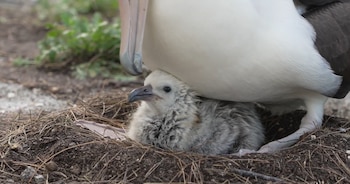 El nacimiento de cada polluelo