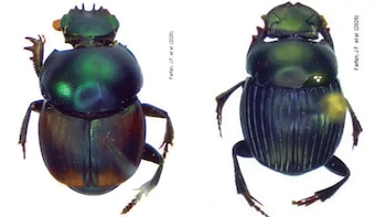 Perú registra por primera vez seis especies de escarabajos estercoleros en Pampas del Heath. (Foto composición: Infobae Perú/Agencia Andina)