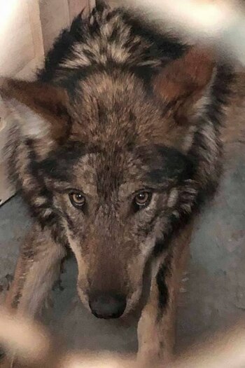 Los lobos son padre e